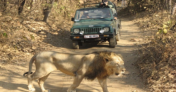 Jungle Safari